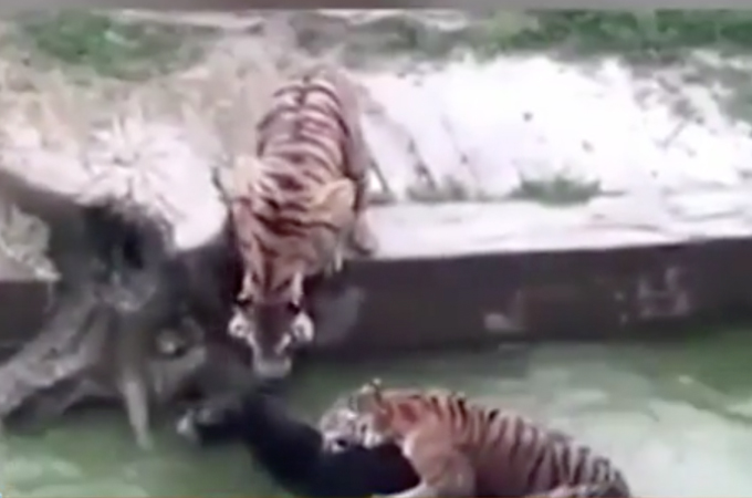 生きたロバをトラの群れに投げ入れるショーを行った中国の動物園。世界中から避難が殺到