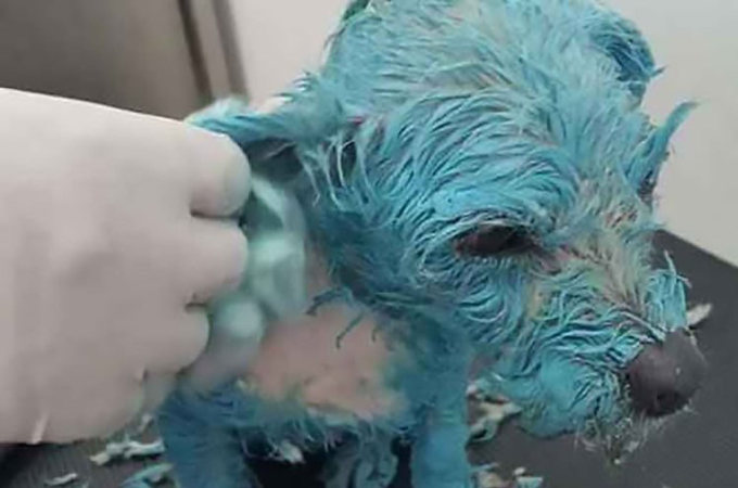 子犬にペンキを塗り、アイスピックで刺しぐったりした様子をSNSに投稿した男。酷すぎるこの行為に多くの人が断罪を求める。