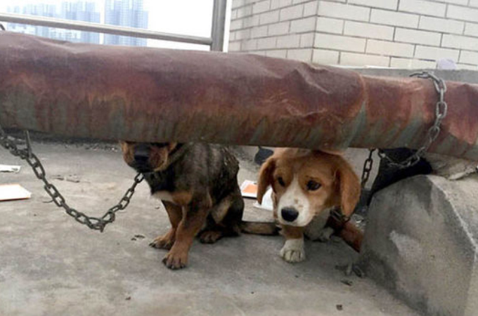 中国の大学で屋上に放置された実験用の犬たち。目の前に広がるあまりにも酷い光景に批難殺到