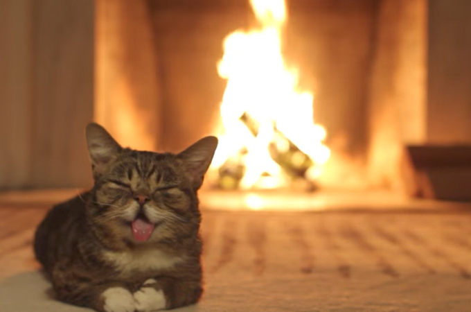 【 癒し × 癒し = 最高の癒し 】暖炉の前でくつろぐ子猫が延々と映る動画で心安らぐ！