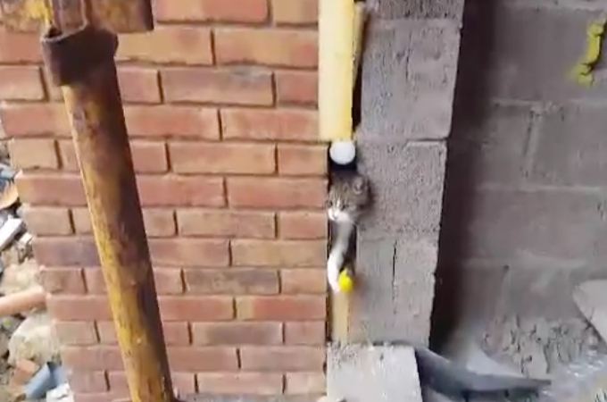 建設中のマイホームの壁から猫の鳴き声。家の持ち主の男性がドリルで壁を壊し猫の救出を試みる！