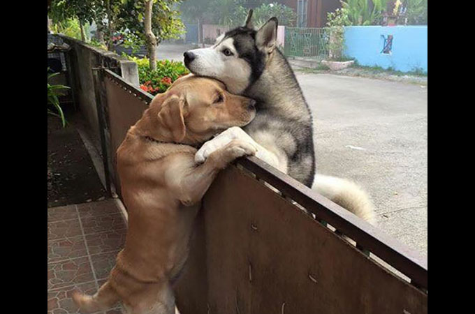 孤独だった犬は庭を抜け出し向かいに住む親友と抱き合う