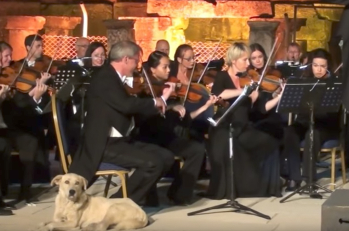 オーケストラの演奏中に急に袖から乱入してきた犬。その後、オーケストラと犬がとった行動とは！