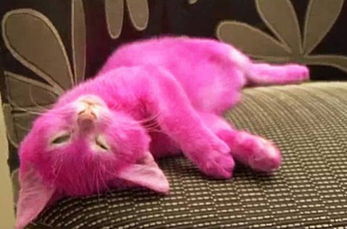 ピンクが大好きな女性が愛猫をピンク色に染めその後死亡。しかし、このことを巡り飼い主が驚きの発言をする！
