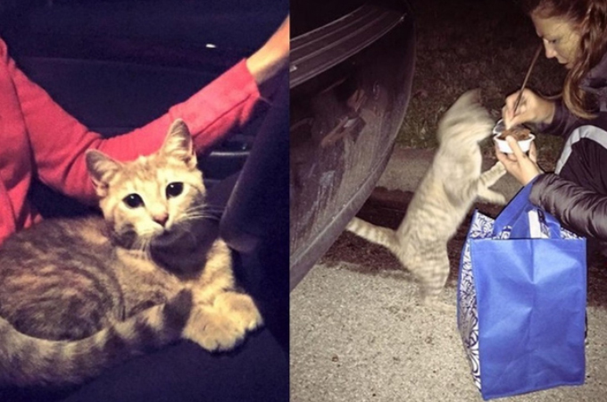 夜道で野良猫と出会った女性。お腹が空いていた様子の猫に缶詰を与えると、そこから猫の人生が大きく変化する！