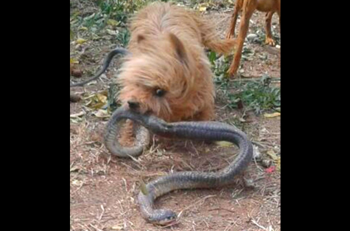 コブラに噛まれながらも飼い主を守った2匹の愛犬。その後、愛犬2匹は息を引き取る。