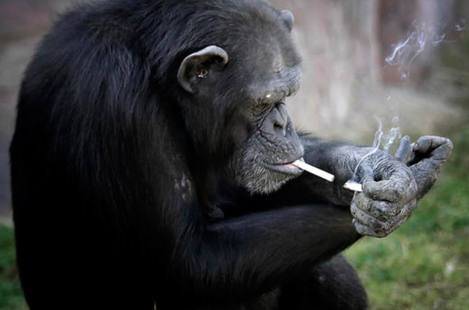 北朝鮮の動物園にいる一日に1箱のタバコを吸うチンパンジー。愛護団体からの抗議に園が主張した言い訳とは。