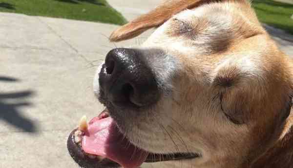 元飼い主によるネグレクトによって両目を失った犬 しかし それでも前向きに生きるその姿に心打たれる Petfun 動物やペットに関する情報サイト