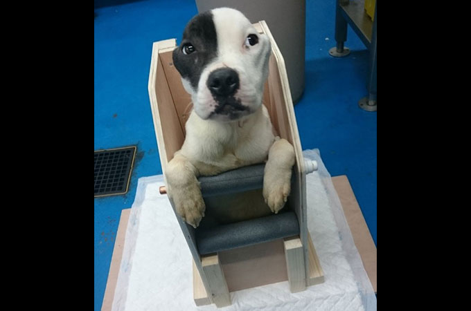 食べても体重が増えない病気を患う犬を救ったのは特別に作られた可愛い椅子