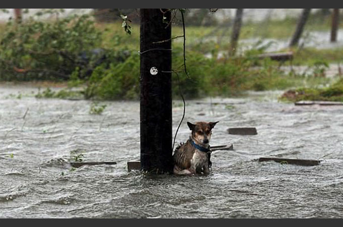 ハリケーンで人々が避難する中　置き去りにされた悲惨なペットたち