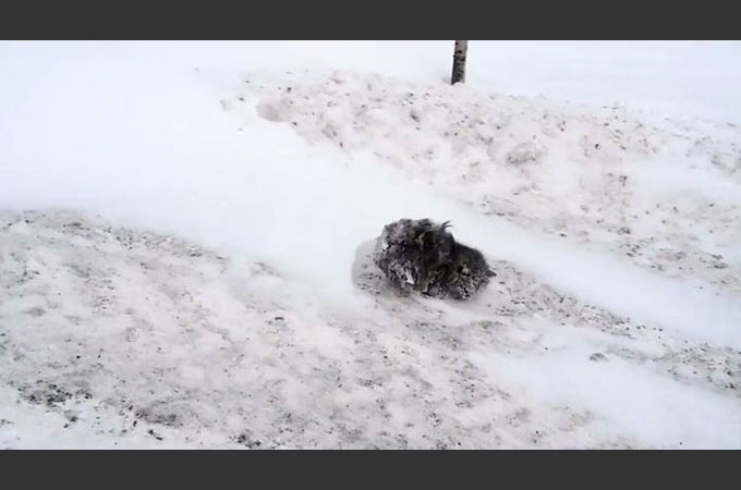 極寒の地　路上で凍りついてしまった1匹の子猫が再び息をふきかえす