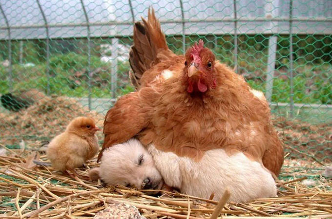 母鶏がまるで我が子のように愛情を注ぐ驚くべき小さな赤ちゃんを写した画像10選
