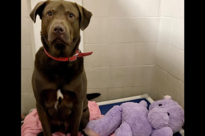 動物保護施設で暮らす1匹の犬の親友がズタズタに引き裂かれた状態で発見。その事件の真相と、結末とは！
