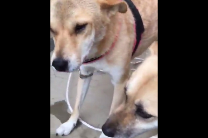飼い主が愛犬を撫でるのを見て真似する犬。される方は迷惑そうな様子の動画がこちら。