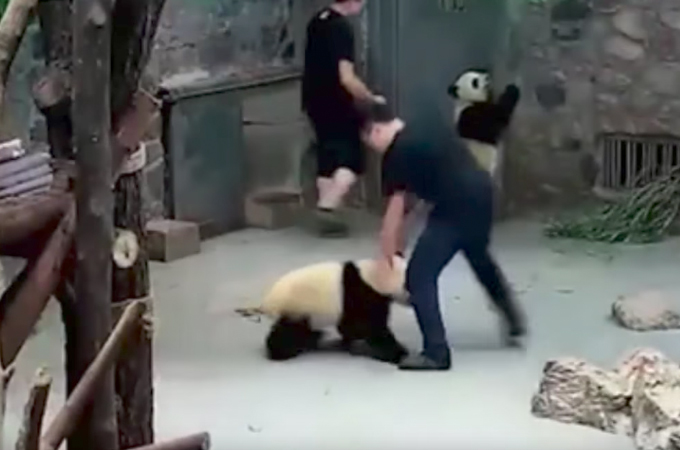 中国の動物園でパンダ繁殖研究で飼育員がパンダに暴行？この事を巡り、ネットでの意見は賛否両論。