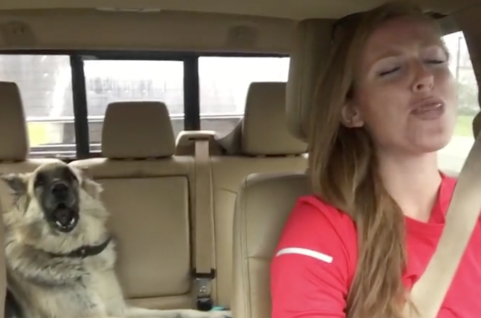 【動画】車の中で飼い主に合わせて高らかにハモるシェパードがこちら。