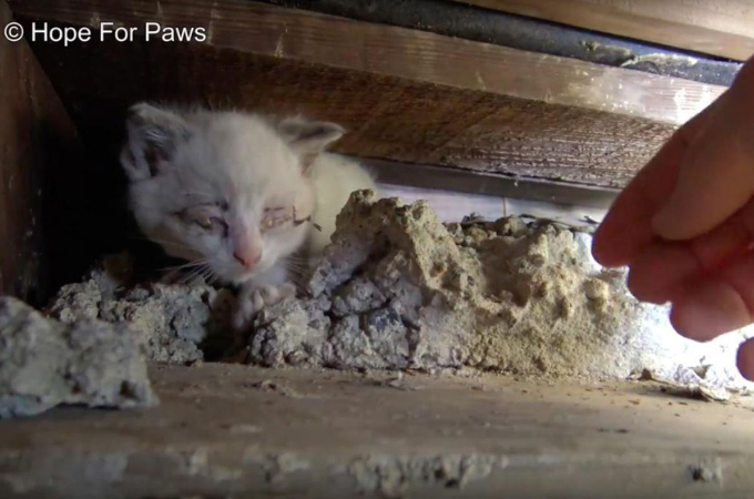 アパートの階段下という不衛生な場所で生活していた猫の家族。無事に、動物愛護団体によって保護される。