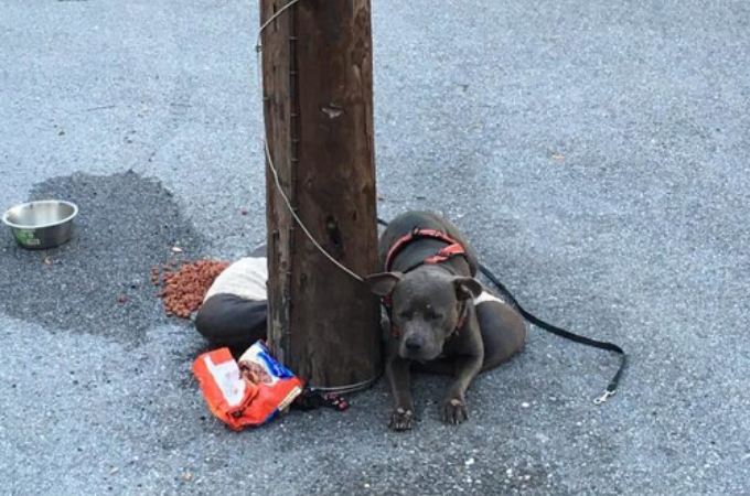 猫を保護する施設の電柱にくくりつけられ捨てられた犬。ひとりの女性の懸命なトレーニングによって幸せを手にする。