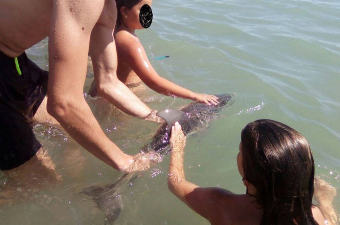 海水浴客がイルカの赤ちゃんを発見。インスタに載せるため触りまくった結果、赤ちゃんイルカが死亡。