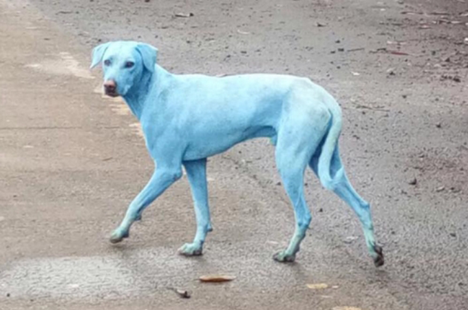 何頭も発見される青い犬。「神の化身」とされるが、明らかになったその原因に、胸が締め付けられる。
