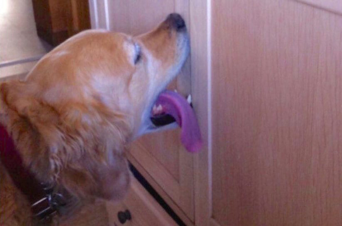 タンスの扉やキッチンのドア、クローゼットのドアまで家じゅうの扉をベロベロと舐める犬。その理由とは！