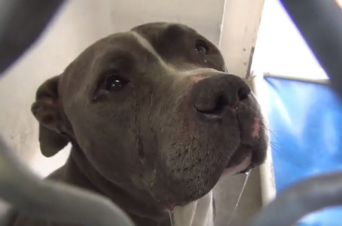 飼い主によってシェルターに捨てられた犬の動画。「悲しくて泣いている」ような姿に多くの人が胸を打たれる。