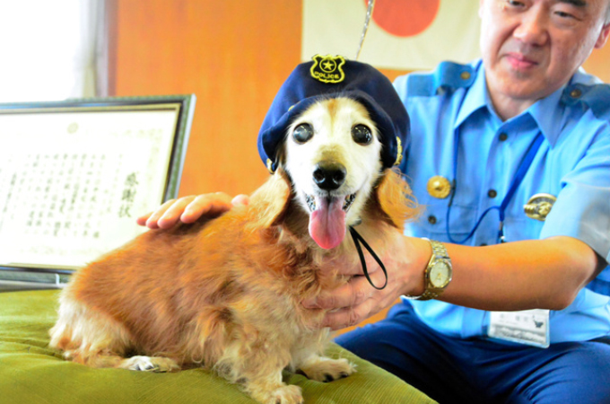 泥棒の侵入を知らせて現行犯逮捕に貢献した17歳の老犬ルーシー。富山県警から感謝状が送られる。