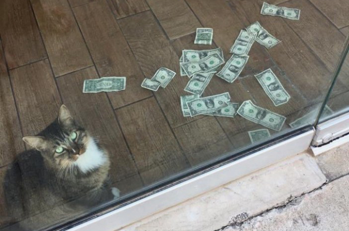 ガラス戸の隙間から通行人のお金を奪うオフィス猫。そのお金を奪う瞬間と、お金の使い道とは。