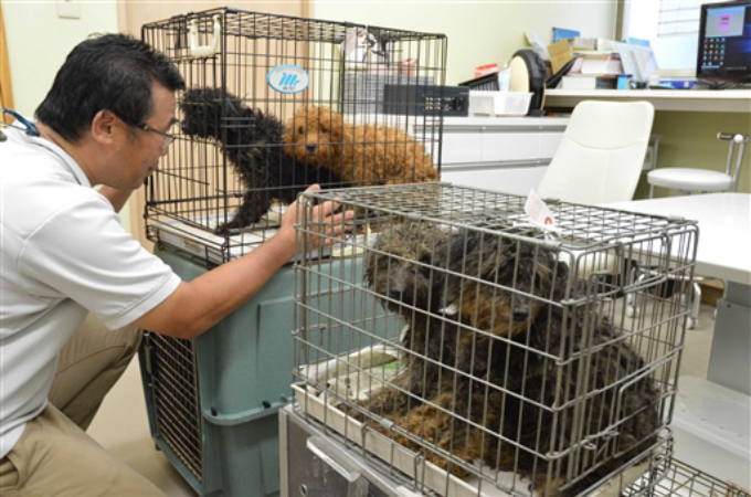 静岡県で88匹の小型犬を飼育していた女性が多頭飼いが困難になり救助を要請。そして、その後の犬たちは。