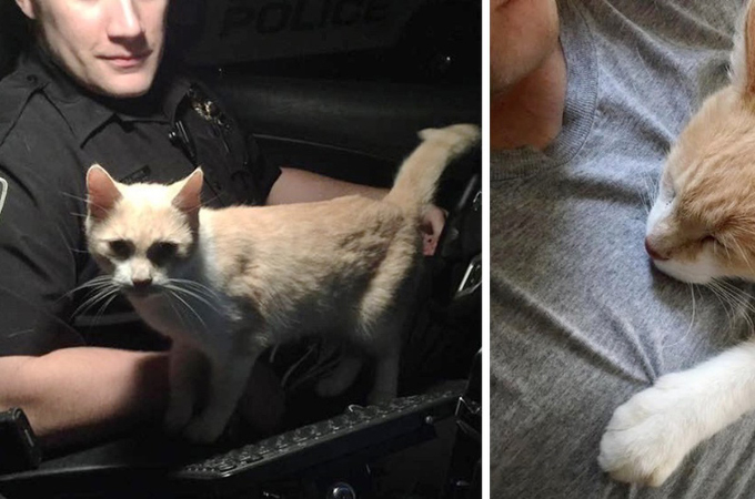 勤務中の警察官がパトカーのドアを開けると、そこに飛び込んできた猫。仲良くなりたそうにアピールする警察官がとった行動とは！