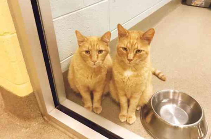 引越しを理由に飼い主に捨てられた12歳の2匹の兄弟猫。施設で寂しげに暮らす2匹を見た夫婦が家族へと迎え入れる。