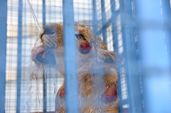 戦争に巻き込まれシリアの動物園に取り残された動物たち。地元の住民らの支援もあって無事に救出される。