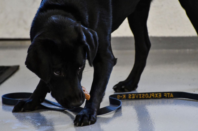CIAの爆発物探知犬として訓練されてきた1匹の犬が、訓練を辞めた理由に多くの称賛の声が上がる！