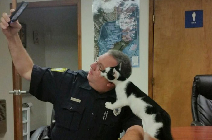 警察署に入ってた野良猫。その後、警察官と仲良くなり手に入れた新しい幸せとは。