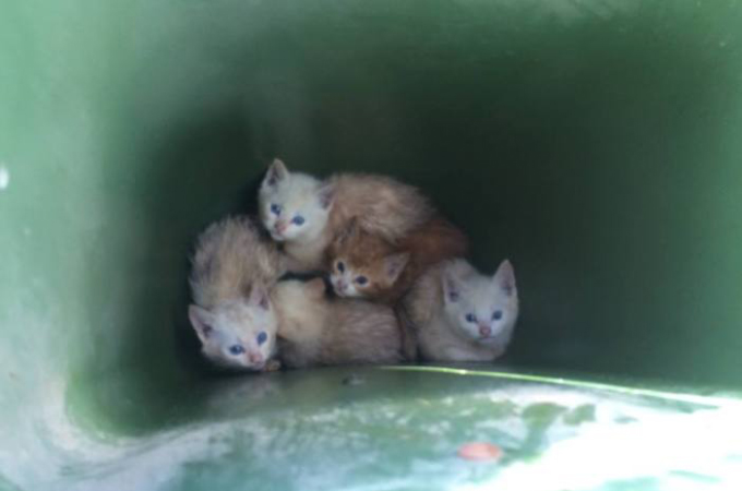 ゴミ箱の中に捨てられ、2日間も寒さと飢えに耐えた5匹の子猫たち。保護されると見違えるほど美しい姿に変身する。