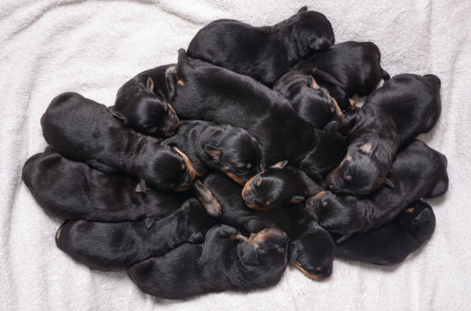 15匹の赤ちゃんを出産したロットワイラー犬に多くの祝福の声が届く。