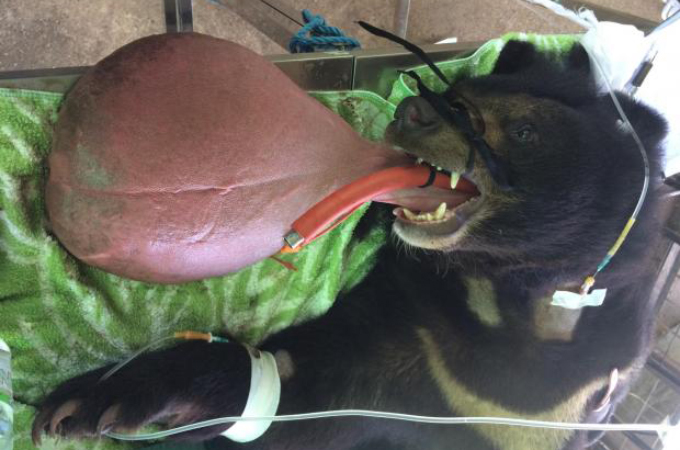 3キロの重さの舌を持つツキノワグマ。寄付によって手術が行われ、無事に成功する。