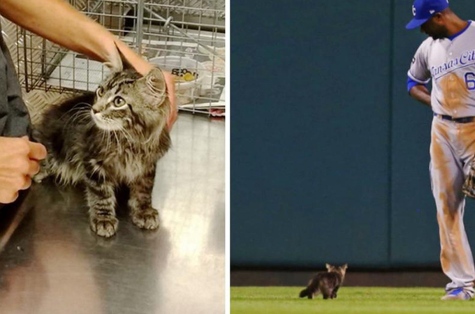 メジャーリーグの試合に乱入し会場を沸かせた子猫。その後、行方不明になるも、必死の捜索で無事に保護される。