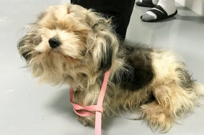 2キロもの被毛を背負い、見捨てられた犬。トリミングで綺麗になるも、獣医の診察で病気が発見される。