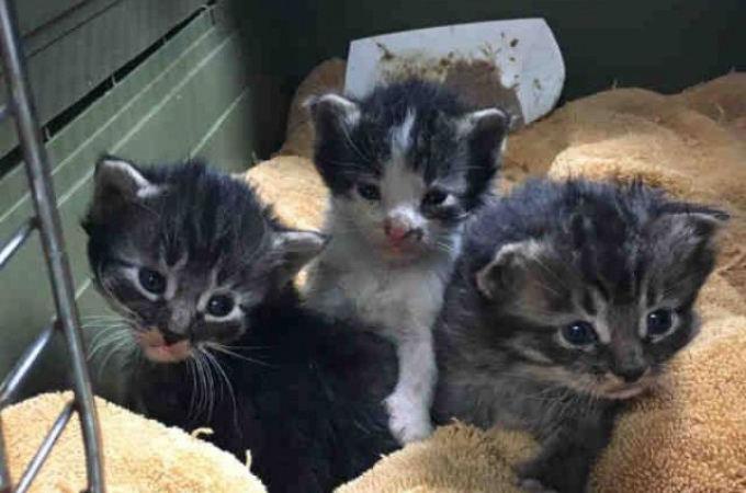 南カリフォルニアで発生した山火事から救われた箱に入った子猫たち。