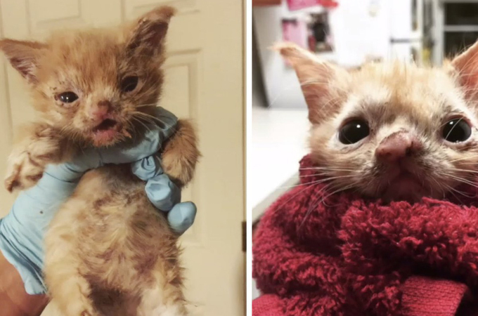 いくつもの病によって苦しんでいた子猫を救った獣医学生。その後、病を克服し大家族に迎え入れられ幸せになる。