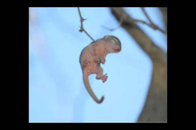 木の枝に引っかかって危険な状態の赤ちゃんリス。その鳴き声を聞き逃さず救出した夫婦に引き取られ元気に成長する。