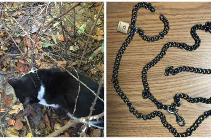 森の中で鎖に繋がれていた猫。死を待つだけだった猫の助けを聞いた女性によって救出される。
