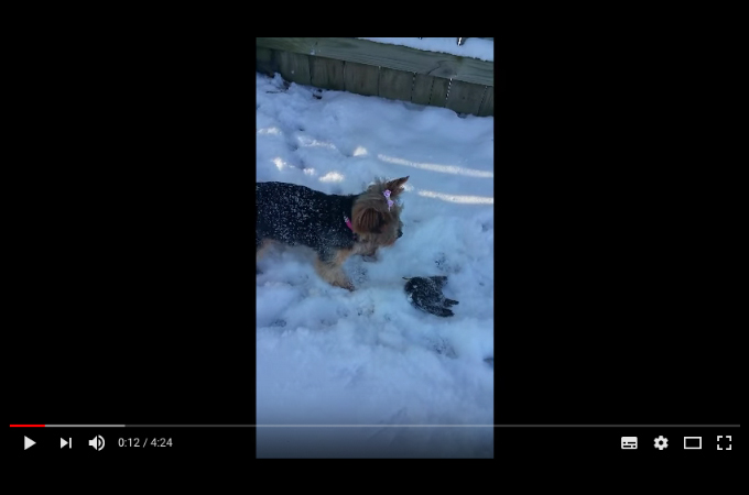 雪の中で愛犬が凍った小鳥を発見。小鳥をなんとか助けようと女性がある方法で解凍させ再び大空を飛ぶ。