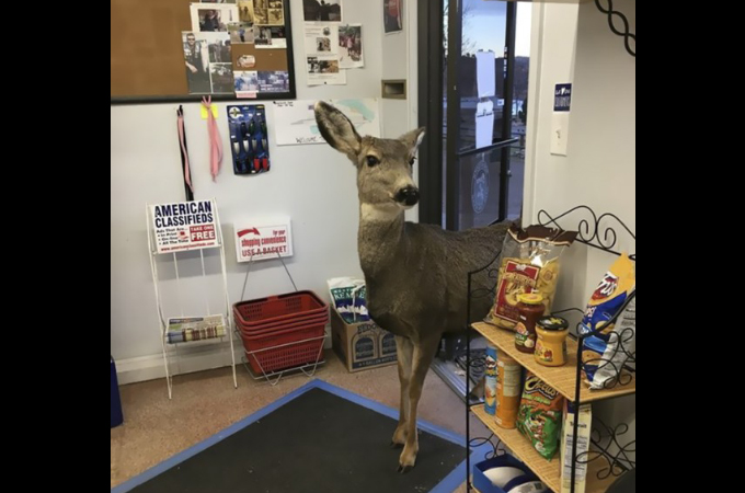 ギフトショップに入ってきた1頭の野生の鹿。その後、鹿は立ち去ると店主は驚きの光景を目の当たりにする。