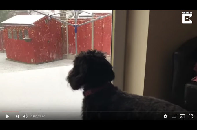 外の雪を目にした犬。抑えきれないテンションを、ドアが開いた瞬間に解放する！