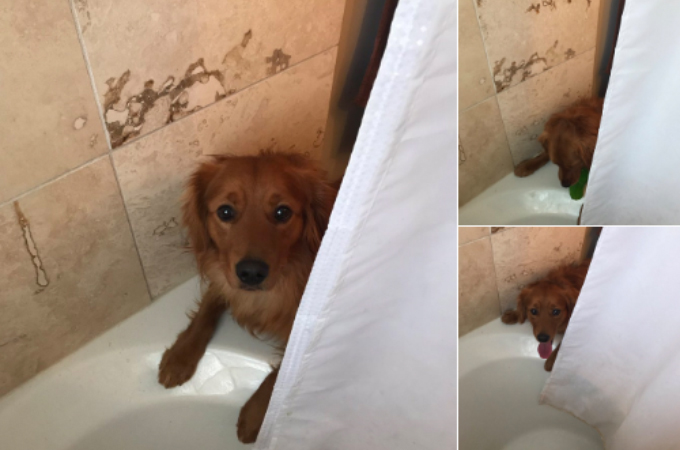 飼い主さんがシャワーを浴びると、おもちゃを持ってくる愛犬。そこに隠された優しい理由とは！