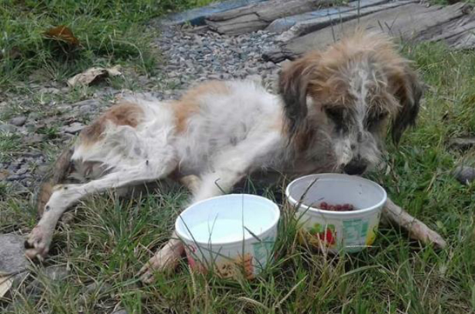 ネグレクトで骨と皮だけの状態で保護された犬。奇跡的に回復し、里親に引き取られた直後に訪れた不幸とは。
