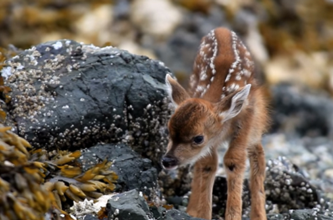 産まれたばかりの子鹿が、目を開き世界を探検しだす瞬間の動画。その神秘的な様子に思わず感動。