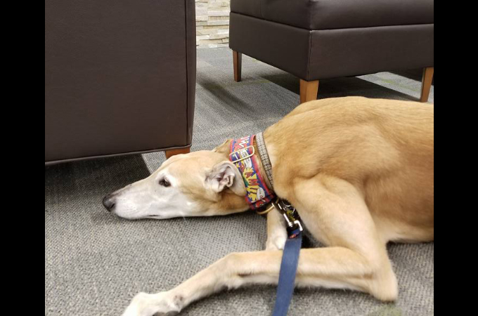 図書館にいる犬の悲しい光景。それを見かねた飼い主が行動を起こし多くの人が集まる。